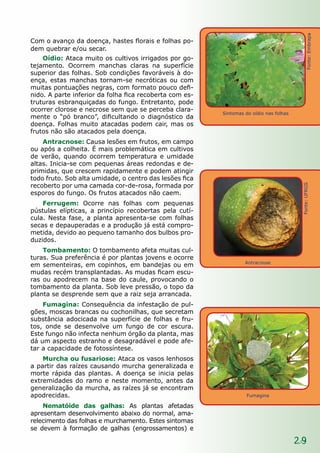 29
Com o avanço da doença, hastes florais e folhas po-
dem quebrar e/ou secar.
Oídio: Ataca muito os cultivos irrigados por go-
tejamento. Ocorrem manchas claras na superfície
superior das folhas. Sob condições favoráveis à do-
ença, estas manchas tornam-se necróticas ou com
muitas pontuações negras, com formato pouco defi-
nido. A parte inferior da folha fica recoberta com es-
truturas esbranquiçadas do fungo. Entretanto, pode
ocorrer clorose e necrose sem que se perceba clara-
mente o “pó branco”, dificultando o diagnóstico da
doença. Folhas muito atacadas podem cair, mas os
frutos não são atacados pela doença.
Antracnose: Causa lesões em frutos, em campo
ou após a colheita. É mais problemática em cultivos
de verão, quando ocorrem temperatura e umidade
altas. Inicia-se com pequenas áreas redondas e de-
primidas, que crescem rapidamente e podem atingir
todo fruto. Sob alta umidade, o centro das lesões fica
recoberto por uma camada cor-de-rosa, formada por
esporos do fungo. Os frutos atacados não caem.
Ferrugem: Ocorre nas folhas com pequenas
pústulas elípticas, a princípio recobertas pela cutí-
cula. Nesta fase, a planta apresenta-se com folhas
secas e depauperadas e a produção já está compro-
metida, devido ao pequeno tamanho dos bulbos pro-
duzidos.
Tombamento: O tombamento afeta muitas cul-
turas. Sua preferência é por plantas jovens e ocorre
em sementeiras, em copinhos, em bandejas ou em
mudas recém transplantadas. As mudas ficam escu-
ras ou apodrecem na base do caule, provocando o
tombamento da planta. Sob leve pressão, o topo da
planta se desprende sem que a raiz seja arrancada.
Fumagina: Consequência da infestação de pul-
gões, moscas brancas ou cochonilhas, que secretam
substância adocicada na superfície de folhas e fru-
tos, onde se desenvolve um fungo de cor escura.
Este fungo não infecta nenhum órgão da planta, mas
dá um aspecto estranho e desagradável e pode afe-
tar a capacidade de fotossíntese.
Murcha ou fusariose: Ataca os vasos lenhosos
a partir das raízes causando murcha generalizada e
morte rápida das plantas. A doença se inicia pelas
extremidades do ramo e neste momento, antes da
generalização da murcha, as raízes já se encontram
apodrecidas.
Nematóide das galhas: As plantas afetadas
apresentam desenvolvimento abaixo do normal, ama-
relecimento das folhas e murchamento. Estes sintomas
se devem à formação de galhas (engrossamentos) e
Fumagina
Antracnose
Sintomas do oídio nas folhas
Fonte:Embrapa
Fonte:UFRGS
 