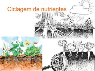 Ciclagem de nutrientes
 