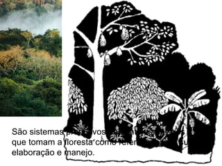 São sistemas produtivos bastante complexos
que tomam a floresta como referência para sua
elaboração e manejo.
 