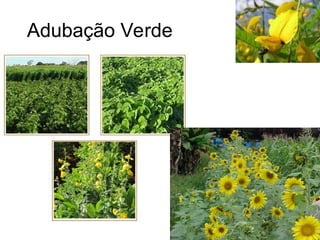 Adubação Verde
 