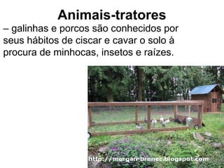 Animais-tratores
– galinhas e porcos são conhecidos por
seus hábitos de ciscar e cavar o solo à
procura de minhocas, insetos e raízes.
 