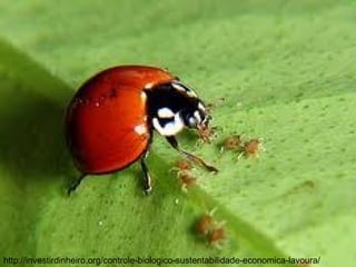http://investirdinheiro.org/controle-biologico-sustentabilidade-economica-lavoura/
 