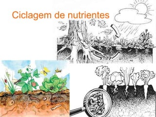 Ciclagem de nutrientes
 