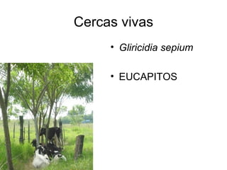 Cercas vivas
     • Gliricidia sepium

     • EUCAPITOS
 