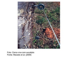 Foto: Cerca viva com eucalipto
Fonte: Macedo et al. (2008)
 