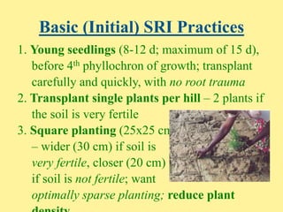 Basic (Initial) SRI Practices
1. Young seedlings (8-12 d; maximum of 15 d),
before 4th phyllochron of growth; transplant
c...