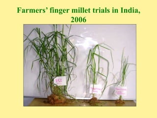 Farmers’ finger millet trials in India,
2006
 