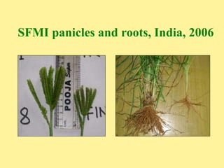 SFMI panicles and roots, India, 2006
 
