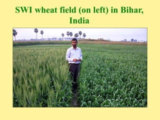 SWI wheat field (on left) in Bihar,
India
 