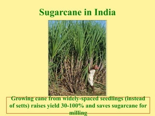 Sugarcane in India
Growing cane from widely-spaced seedlings (instead
of setts) raises yield 30-100% and saves sugarcane f...