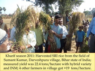 Kharif season 2011: Harvested SRI rice from the field of
Sumant Kumar, Darveshpura village, Bihar state of India;
measured...