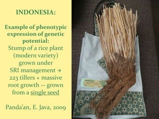 INDONESIA:
Example of phenotypic
expression of genetic
potential:
Stump of a rice plant
(modern variety)
grown under
SRI m...