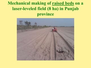 Mechanical making of raised beds on a
laser-leveled field (8 ha) in Punjab
province
 