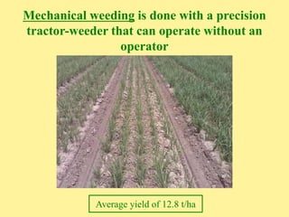 Mechanical weeding is done with a precision
tractor-weeder that can operate without an
operator
Average yield of 12.8 t/ha
 