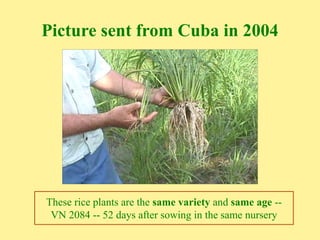 Picture sent from Cuba in 2004
These rice plants are the same variety and same age --
VN 2084 -- 52 days after sowing in t...