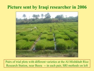 Picture sent by Iraqi researcher in 2006
Pairs of trial plots with different varieties at the Al-Mishkhab Rice
Research St...