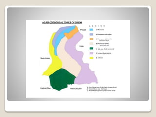 Agro ecological zones of pakistan By Mr Allah Dad Khan Visiting ...