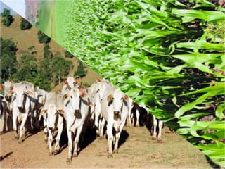 Agroeconomia no brasil