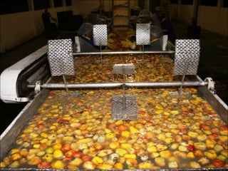 Agroeconomia no brasil