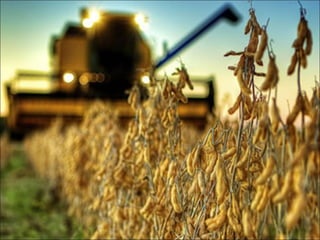 Agroeconomia no brasil