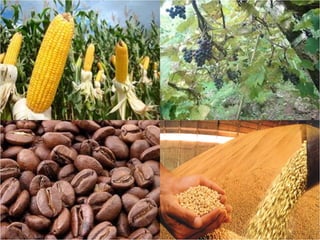 Agroeconomia no brasil