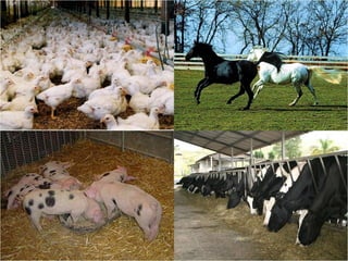 Agroeconomia no brasil