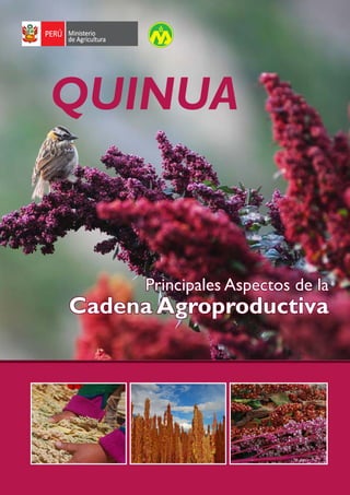 Cadena agroproductiva de la Quinua
1
QUINUA
Principales Aspectos de la
Cadena Agroproductiva
 
