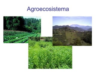 Agroecosistema 