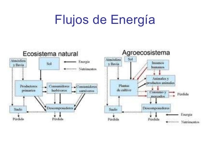 Resultado de imagen para imagenes de Los Agroecosistema Y El Flujo de la Energía