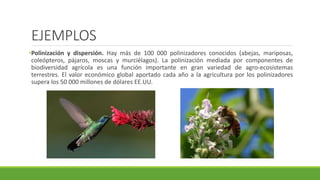 EJEMPLOS 
•Polinización y dispersión. Hay más de 100 000 polinizadores conocidos (abejas, mariposas, 
coleópteros, pájaros, moscas y murciélagos). La polinización mediada por componentes de 
biodiversidad agrícola es una función importante en gran variedad de agro-ecosistemas 
terrestres. El valor económico global aportado cada año a la agricultura por los polinizadores 
supera los 50 000 millones de dólares EE.UU. 
 