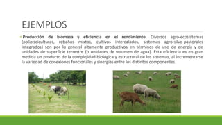 EJEMPLOS 
• Producción de biomasa y eficiencia en el rendimiento. Diversos agro-ecosistemas 
(polipisciculturas, rebaños mixtos, cultivos intercalados, sistemas agro-silvo-pastorales 
integrados) son por lo general altamente productivos en términos de uso de energía y de 
unidades de superficie terrestre (o unidades de volumen de agua). Esta eficiencia es en gran 
medida un producto de la complejidad biológica y estructural de los sistemas, al incrementarse 
la variedad de conexiones funcionales y sinergias entre los distintos componentes. 
 