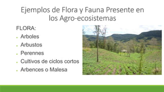 Ejemplos de Flora y Fauna Presente en 
los Agro-ecosistemas 
FLORA: 
● Arboles 
● Arbustos 
● Perennes 
● Cultivos de ciclos cortos 
● Arbences o Malesa 
 