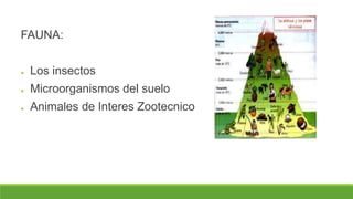 FAUNA: 
● Los insectos 
● Microorganismos del suelo 
● Animales de Interes Zootecnico 
 