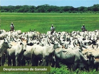 Desplazamiento de Ganado
 