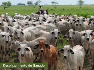 Desplazamiento de Ganado
 