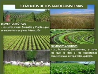 ELEMENTOS DE LOS AGROECOSISTEMAS
ELEMENTOS BIÓTICOS
- Los seres vivos: Animales y Plantas que
se encuentran en plena interacción.
ELEMENTOS ABIÓTICOS
- Luz, humedad, temperatura, y todos
los que le dan a los ecosistemas
características de tipo físico-química.
 