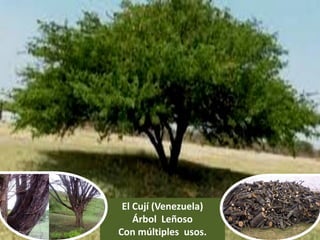 El Cují (Venezuela)
Árbol Leñoso
Con múltiples usos.
 