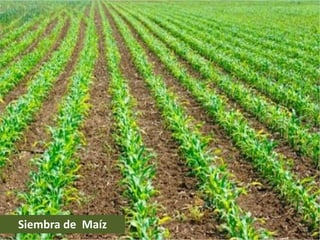 Siembra de Maíz
 