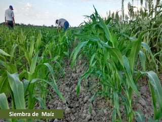 Siembra de Maíz
 