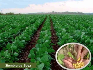 Siembra de Soya
 
