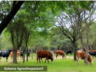 Sistema Agrosilvopastoril
 