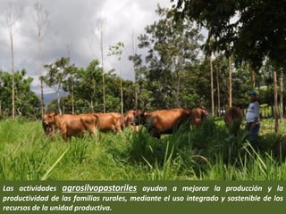 Las actividades agrosilvopastoriles ayudan a mejorar la producción y la
productividad de las familias rurales, mediante el uso integrado y sostenible de los
recursos de la unidad productiva.
 