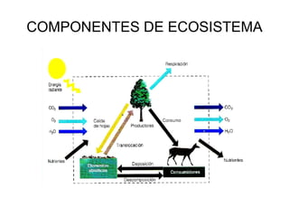 COMPONENTES DE ECOSISTEMA 