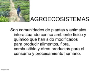 AGROECOSISTEMAS Son comunidades de plantas y animales interactuando con su ambiente físico y químico que han sido modificados para producir alimentos, fibra, combustible y otros productos para el consumo y procesamiento humano. ecoportal.net 