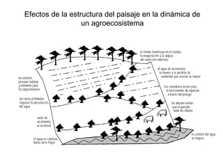 Efectos de la estructura del paisaje en la dinámica de un agroecosistema 