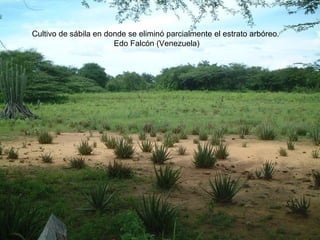 Cultivo de sábila en donde se eliminó parcialmente el estrato arbóreo.  Edo Falcón (Venezuela) 