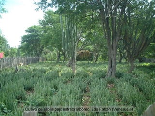 Cultivo de sábila bajo estrato arbóreo. Edo Falcón (Venezuela) 