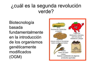 ¿cuál es la segunda revolución verde? Biotecnología basada fundamentalmente en la introducción de los organismos genéticamente modificados (OGM) 