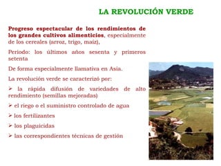 Progreso espectacular de los rendimientos de los grandes cultivos alimenticios , especialmente de los cereales (arroz, trigo, maíz),  Periodo: los últimos años sesenta y primeros setenta  De forma especialmente llamativa en Asia.  La revolución verde se caracterizó por: la rápida difusión de variedades de alto rendimiento (semillas mejoradas)  el riego o el suministro controlado de agua  los fertilizantes  los plaguicidas  las correspondientes técnicas de gestión  LA REVOLUCIÓN VERDE 