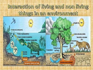 Agro ecosystem PPT (M.sc Zoology third semester) | PPTX